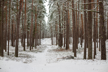 Snow-Covered Pathway Through a Pine Forest