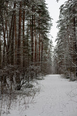 Snow-Covered Pathway Through a Pine Forest