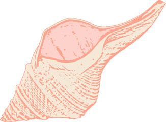 colored illustration of a seashell 