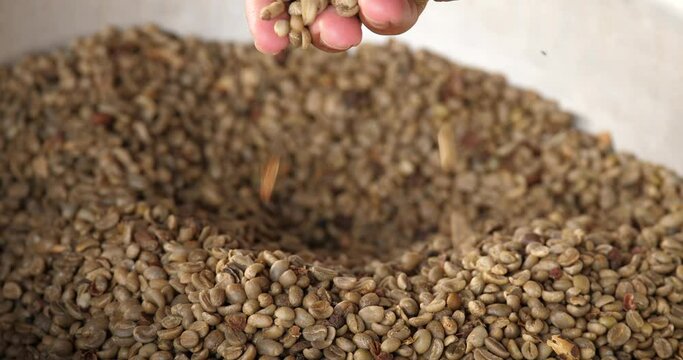 Farmer's hand with coffee,dried coffee beans,green coffee bean before roasting.