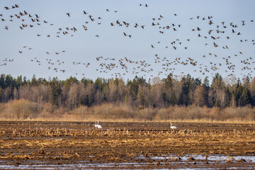 An example of mixed wintering of aquatic birds (Bean goose (Anser fabalis) and whooper swan (Cygnus cygnus) on agricultural land (cornfields) in Northern Europe