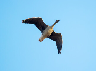 White-fronted goose (Anser albifrons), migrating geese in the sky. European migration stop-overs,
