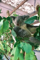 koalas