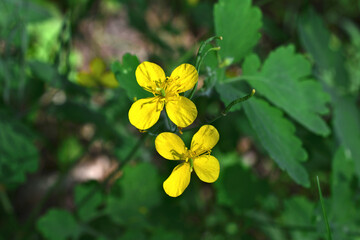 Fototapeta premium blooming celandine with yellow flowers and green leaves close up