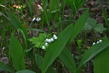 Obraz premium lawn with lilies of the valley in the forest wallpaper