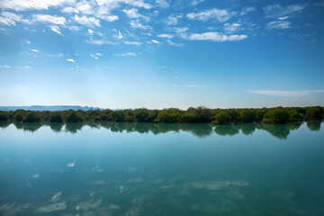 Mangrove forests in the Persian Gulf. Hara tree (Avicennia marina) main type of aquatic vegetation. United Arab Emirates