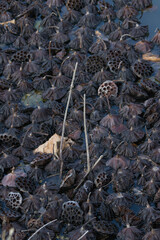 沢山穴の空いた枯れた蓮