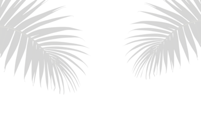 Palm leaves shadows on transparent background. palm leaf graphic shadow. Shadow overlay effect vector 