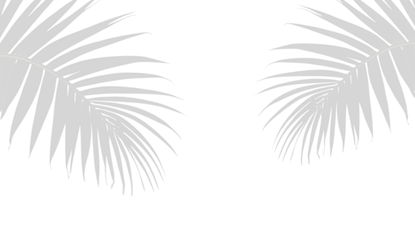 Palm leaves shadows on transparent background. palm leaf graphic shadow. Shadow overlay effect vector 