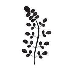 Moringa leaf icon template vector