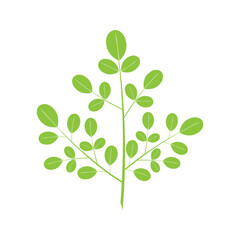 Obraz premium Moringa leaf icon template vector