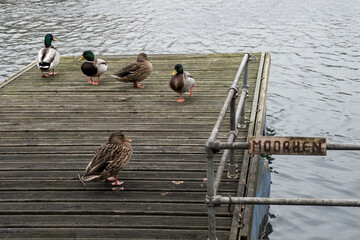 male and female mallards on a wooden deck next to a moorhen sign