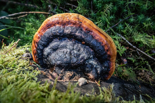 Zunderschwamm Baumpilz an Baumstamm