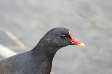 close up portrait of a moorhen  with water in the background