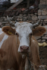 Brown and White Cow