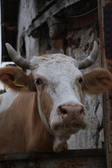 Brown and White Cow