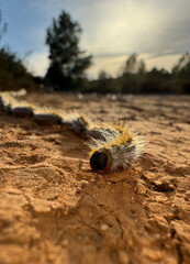 Thaumetopoea pityocampa is a caterpillar with stinging hairs that lives on pine trees