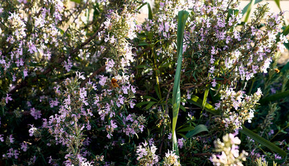 Rosemary in the patio of a town house. Detail plan with bees sucking around.