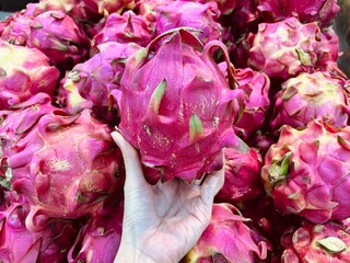 Hand holding Pitaya. tropical fruit background. Close up of dragon fruit. Buah naga at market
