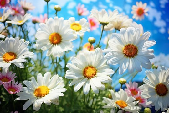 Summer or spring beautiful garden with daisy flowers