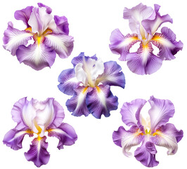 Set of violet flowers isolated on a transparent background. Perfect for various design and artistic projects.