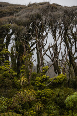 forest of exotic trees