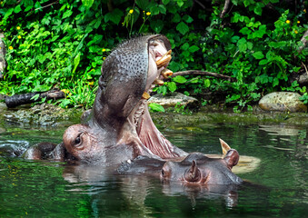 Two hippopotamuses in the pond. Latin name - Hippopotamus amphibius	