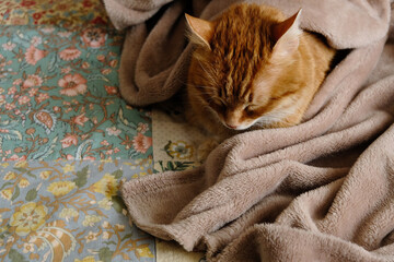 Sleeping cute orange fluffy cat in a home bed. Close-up portrait. Domestic adult senior tabby cat...