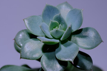 Echeveria desmetiana, macro view. Succulent flower with a baby. Beautiful houseplant on grey background.
