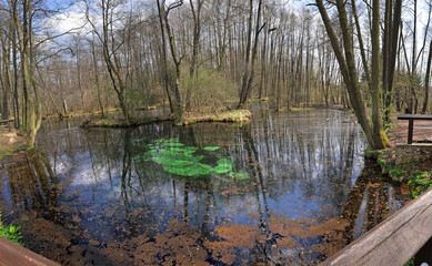 Niebieskie Zrodla or Blue Springs, karst springs flowing from cracked Jurassic limestones.Tomaszow Mazowiecki, Poland.