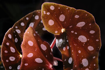 Begonia maculata plant on black background. Trout begonia leaves with white dots and metallic shimmer, close up. Spotted begonia houseplant with pink lanceolate leaves and red underside.