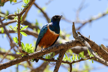 superb starling on a tree in Kenya