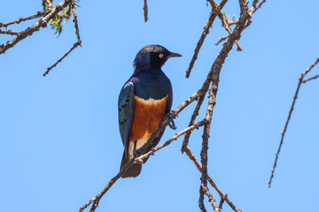 superb starling on a tree in Kenya