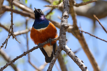 superb starling on a tree in Kenya