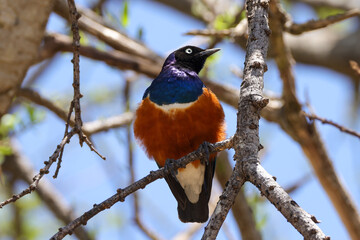 superb starling on a tree in Kenya