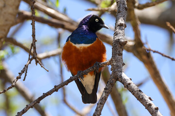 superb starling on a tree in Kenya