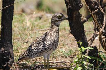 spottet thick-knee bird on the ground in Maasai Mara NP