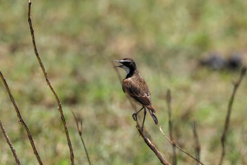 small brownish bird on a twig in the savannah of Maasai Mara NP