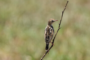 small brownish bird on a twig in the savannah of Maasai Mara NP