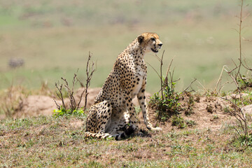 a cheetah on hunt in Maasai Mara NP