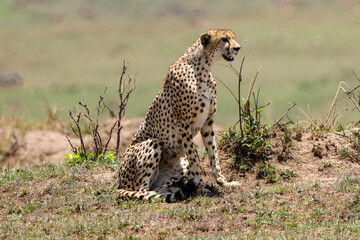 a cheetah on hunt in Maasai Mara NP