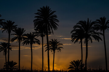 Atardecer palmera