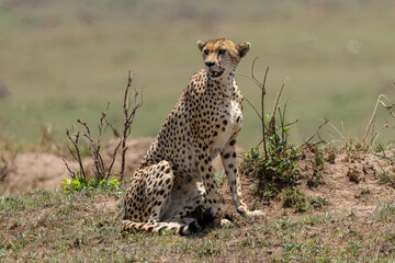 a cheetah on hunt in Maasai Mara NP