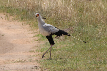 secretary bird in the savannah of Kenya