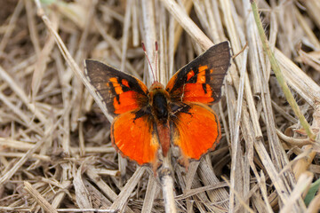 common scarlet butterfly in Maasai Mara