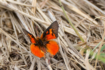 common scarlet butterfly in Maasai Mara