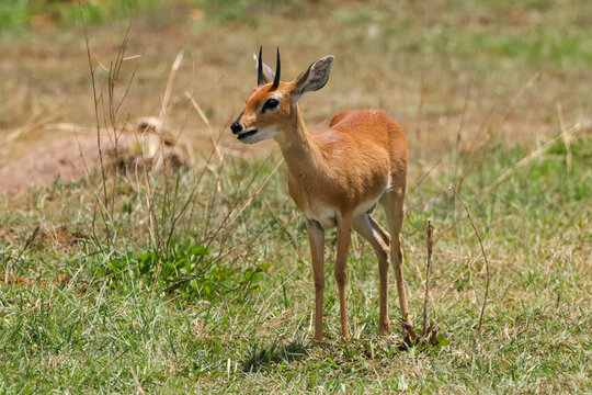 a single steenbok in the savannah of Maasai Mara