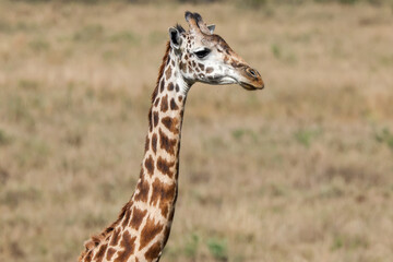 portrait picture of a giraffe in Maasai Mara NP