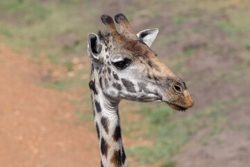 portrait picture of a giraffe in Maasai Mara NP