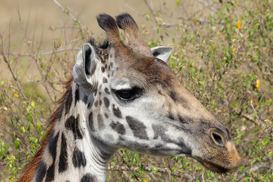 portrait picture of a giraffe in Maasai Mara NP